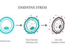 Tình trạng stress oxy hóa là gì?