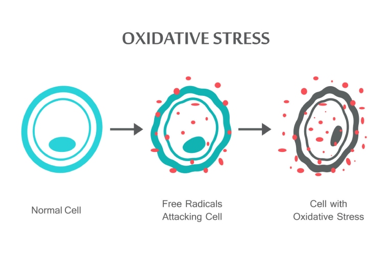 Tình trạng stress oxy hóa là gì?