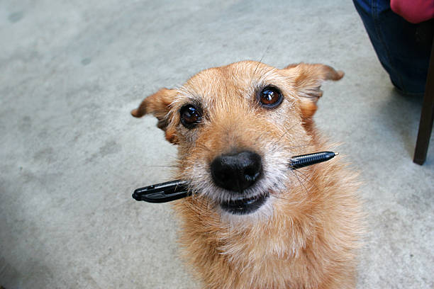 con chó và cây bút