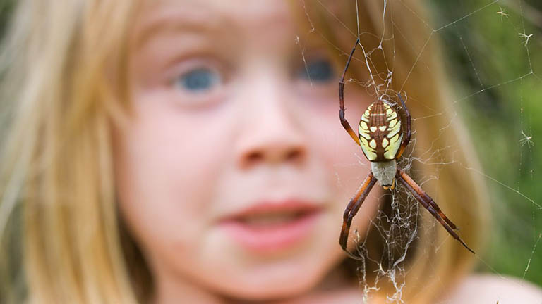 hội chứng sợ nhện